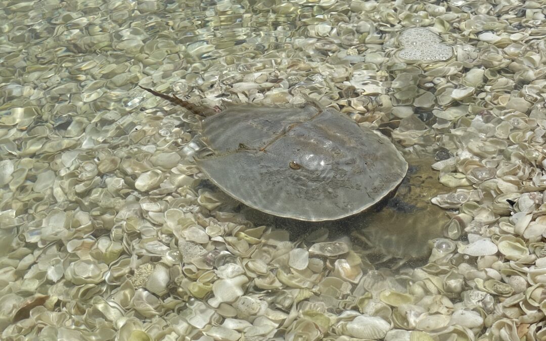 Coming to a Shore Near You! Nesting Season for the Atlantic Horseshoe Crab